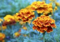 Orange yellow French marigold or Tagetes patula flower in summer garden.