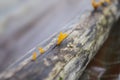 Orange-yellow fungi on decay wood