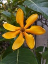 Orange Yellow Gardenia carinata Wallich, Flower Royalty Free Stock Photo