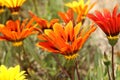 Orange and yellow gazania flowers on a blurred background