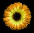 Orange-yellow gerbera flower black isolated background with clipping path. Closeup. no shadows. For design. Royalty Free Stock Photo