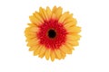 Orange yellow gerbera flower isolated on white background Royalty Free Stock Photo