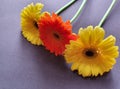 orange and yellow gerbera flower on the table