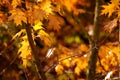 orange, yellow, golden oak foliage, Quercus palustris flutter in wind, leaves break away from branches, fall downt, autumn season Royalty Free Stock Photo