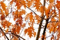 orange, yellow, golden oak foliage, Quercus palustris flutter in wind, leaves break away from branches, fall downt, autumn season Royalty Free Stock Photo