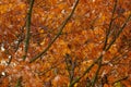 orange, yellow, golden oak foliage, Quercus palustris flutter in wind, leaves break away from branches, fall downt, autumn season Royalty Free Stock Photo