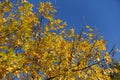 Orange, yellow and green autumnal foliage of Fraxinus pennsylvanica against blue sky