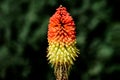 Orange torch lily flower closeup. on other name red hot poker Royalty Free Stock Photo