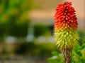 Orange torch lily flower closeup. on other name red hot poker Royalty Free Stock Photo