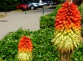 Orange color red hot poker flower with lush green hedge in the background Royalty Free Stock Photo