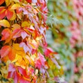 Orange yellow green colorful leaves