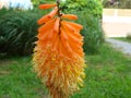 Orange, yellow & green torch lily flower head close-up Royalty Free Stock Photo