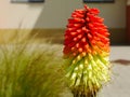 Orange, yellow and green torch lily flower. red hot poker Royalty Free Stock Photo