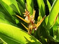 Orange yellow heliconia plants and flowers with bright green leaves in the garden