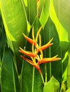 Orange yellow heliconia plants and flowers with bright green leaves in the garden