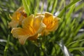 Orange yellow Hemerocallis \'Forty Carats\' (Daylily), many flowers