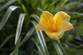 Hemerocallis \'Forty Carats\' (Daylily) single flower