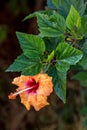 Orange yellow hibiscus flower with dew water drops on a dark background. In the tropical garden Royalty Free Stock Photo