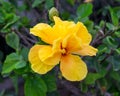 Orange, yellow hibiscus flower with doubled petals in tropical garden Royalty Free Stock Photo