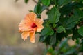 Orange yellow hibiscus flower with veins on the blurred light background. Macro. Copypaste.