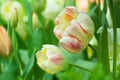Orange-yellow hybrid Darwin tulips blooming in a spring garden. Floral background with bokeh.