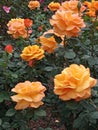 Orange yellow hybrid tea rose called Good as Gold. Royalty Free Stock Photo