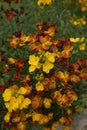 Multi colored flowers of Erysimum cheiri