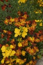 Multi colored flowers of Erysimum cheiri