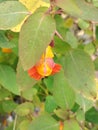 Orange and yellow Jewelweed Royalty Free Stock Photo