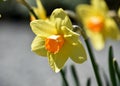 Orange and Yellow Jonquils Blooming in the Spring Royalty Free Stock Photo