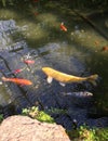 Orange and Yellow Koi in a Fish Pond