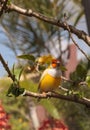 Orange and yellow Lady gouldian finch Erythrura gouldiae bird Royalty Free Stock Photo