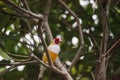 Orange and yellow Lady gouldian finch Erythrura gouldiae bird Royalty Free Stock Photo