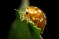 Orange or yellow ladybug, Halyzia sedecimguttata, or orange ladybird, is a species of Coccinellidae ladybirds family, on the Royalty Free Stock Photo