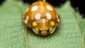 Orange or yellow ladybug, Halyzia sedecimguttata, or orange ladybird, is a species of Coccinellidae ladybirds family, hiding or Royalty Free Stock Photo