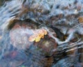 Orange and yellow leaf on red stone underwater in shallow clear creek Royalty Free Stock Photo