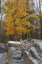 Orange and yellow leaved tree in forest in fall Royalty Free Stock Photo