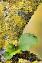 Orange and yellow lichen on Ibiscus tree Royalty Free Stock Photo