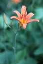 Orange-yellow lilies on a green blurred background. Beautiful blooming flowers close up on the Sunset