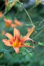 Orange-yellow lilies on a green blurred background. Beautiful blooming flowers close up on the Sunset
