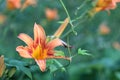 Orange-yellow lilies on a green blurred background. Beautiful blooming flowers close upOrange-yellow lilies on a green blurred