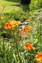 Orange and Yellow Lilies