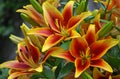 Orange and yellow lilies Royalty Free Stock Photo