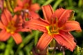 Orange - yellow Lilly Royalty Free Stock Photo