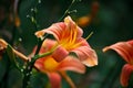 Orange-yellow lily flower,Close-up Royalty Free Stock Photo