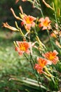 Orange-yellow lily flower,Close-up Royalty Free Stock Photo