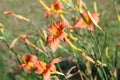 Orange-yellow lily flower,Close-up Royalty Free Stock Photo