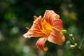 Orange-yellow lily flower,Close-up Royalty Free Stock Photo