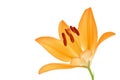 Orange yellow lily flower isolated on white Royalty Free Stock Photo