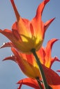 Orange and yellow lily flowered tulip Royalty Free Stock Photo